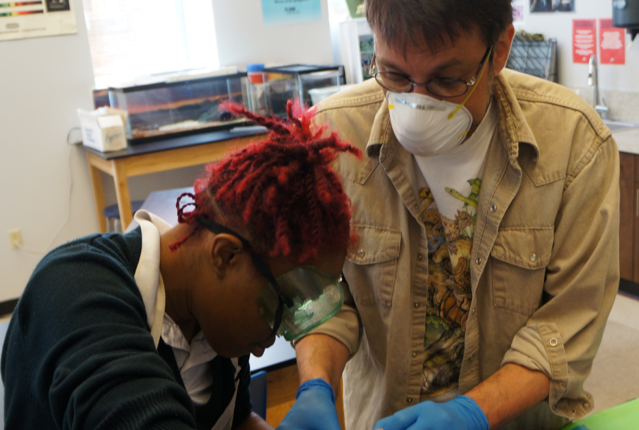 Fetal Pig Dissection